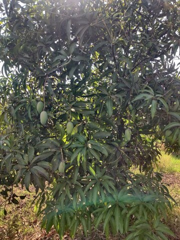  Land – Garden View at Shahpore - for Sale