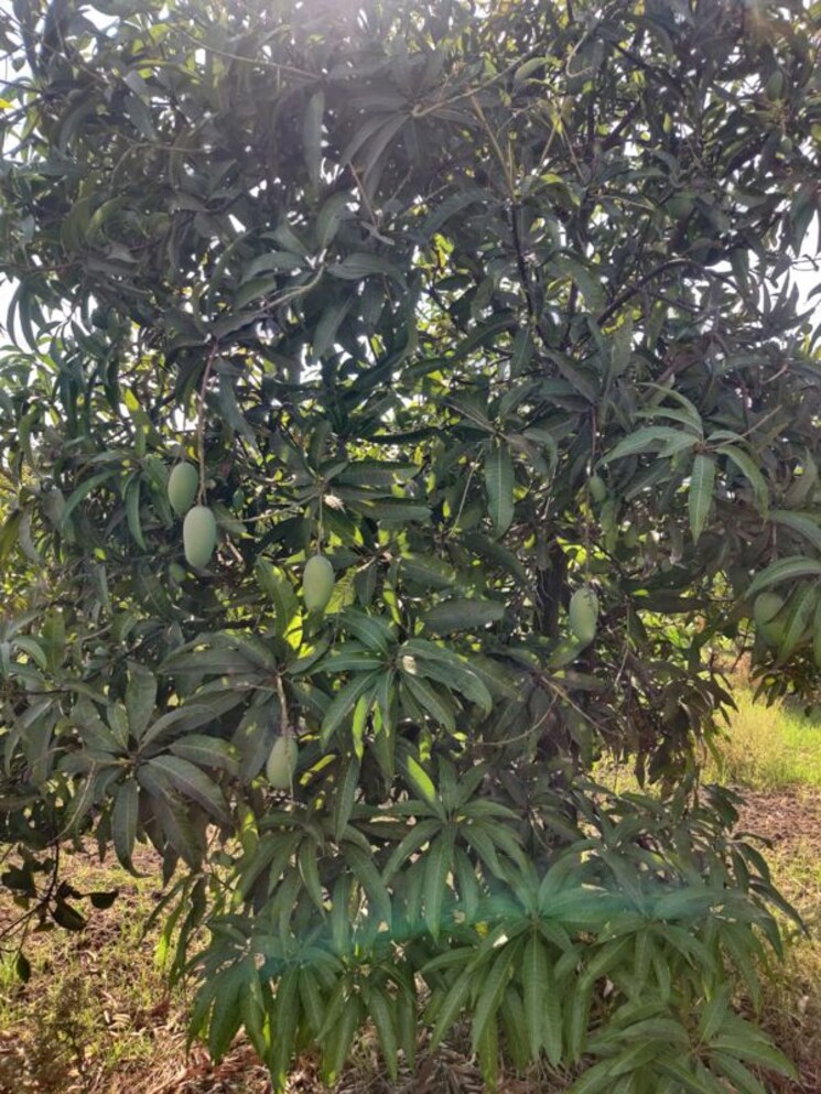 Garden, shahpore Commercial Land 156 Acre In Shahpore Surat 9853258