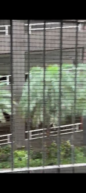 Staircase in 1 BHK Apartment at Redstone Saifee Park, Byculla – for Sale