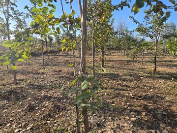  Plot For Sale in Shankarpalli