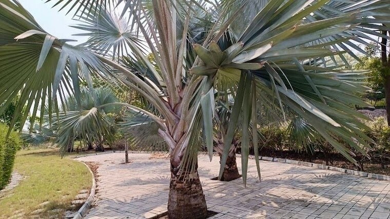 Exterior View, gauribidanur  1200 Sq.Yd. Plot In Gauribidanur Chikkaballapur 9855719