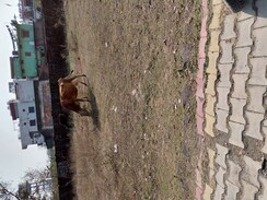 Plot For Sale in Doiwala