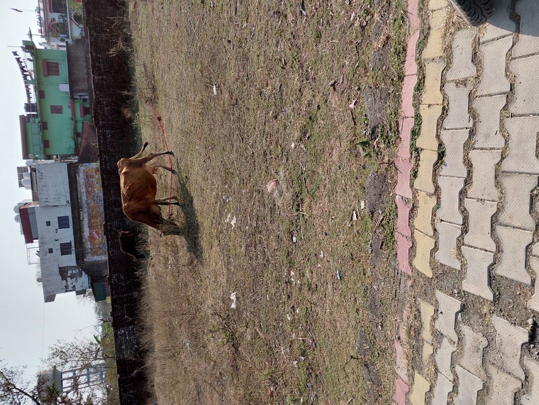 Plot For Sale in Doiwala