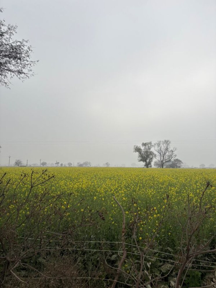 undefined, jdia-dream-city Commercial Land 1 Acre In Jewar Greater Noida 9856204