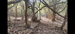 Plot Area in  Plot at Mandangad – for Sale