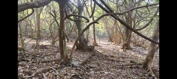 Plot Area in  Plot at Mandangad – for Sale