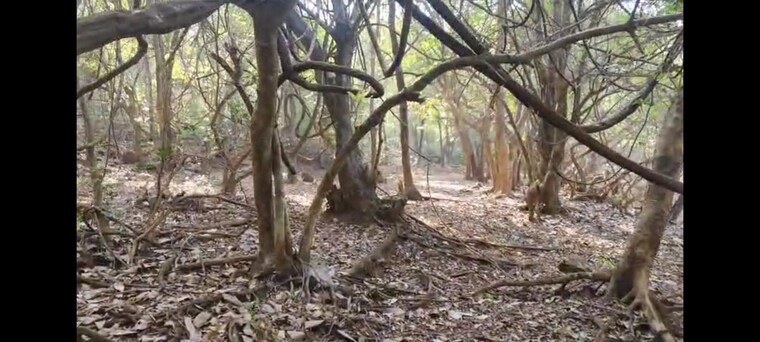 undefined, mandangad  100 Acre Plot In Mandangad Ratnagiri 9858174