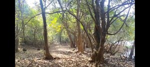 Plot Area in  Plot at Mandangad – for Sale