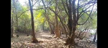 Plot Area in  Plot at Mandangad – for Sale