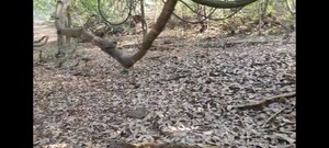  Plot – Map Location View at Mandangad - for Sale