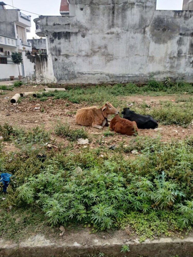 undefined, gomti nagar  800 Sq.Ft. Plot In Gomti Nagar Lucknow 9864673