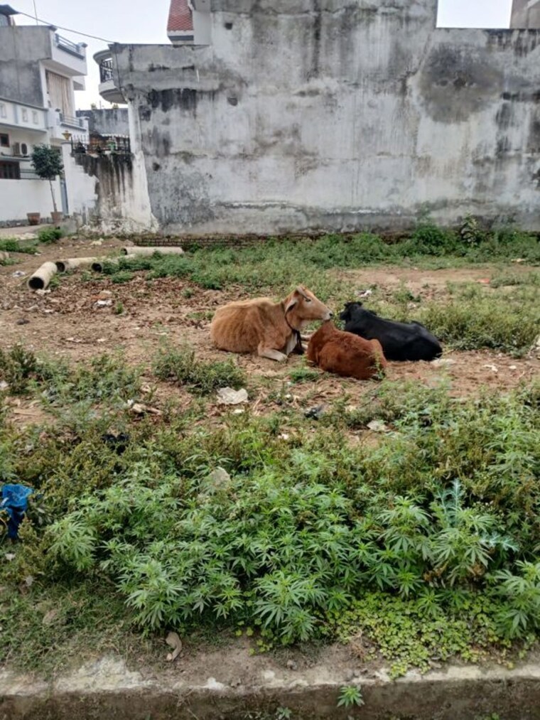 undefined, gomti nagar  800 Sq.Ft. Plot In Gomti Nagar Lucknow 9864673