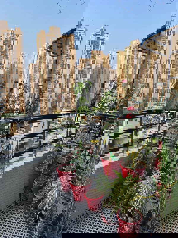 3 BHK Apartment For Rent in M3M Soulitude