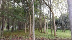 Plot For Sale in Koramangala
