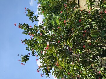 2 BHK Independent House – Garden View at Najafgarh - for Sale