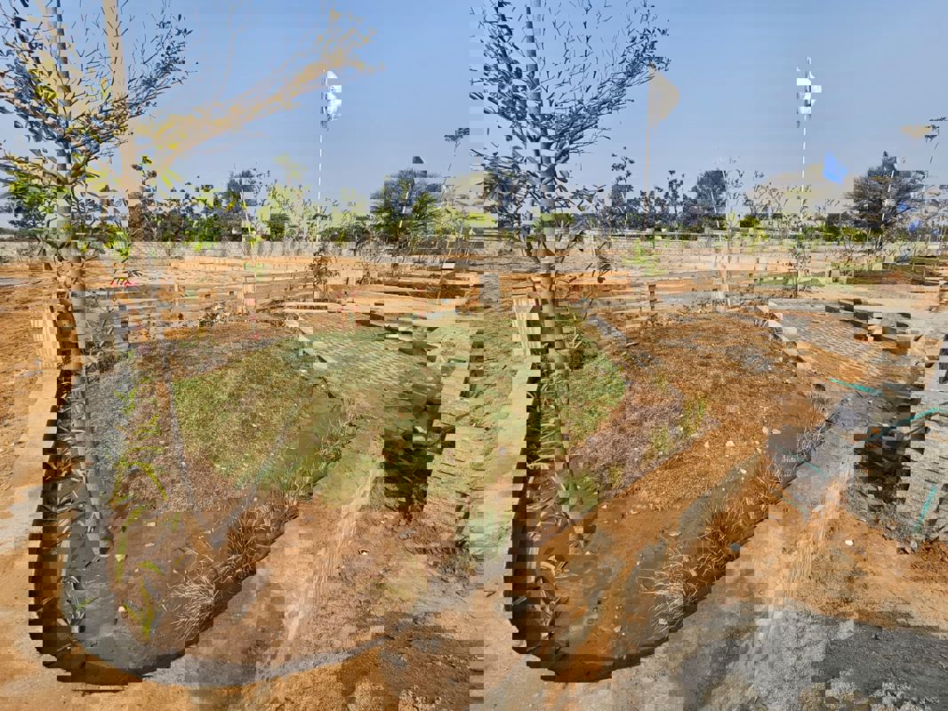 Plot For Sale in Prithvisinghpura at Naiwala