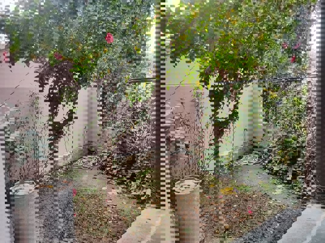 3 BHK + Pooja Room Builder Floor For Rent in Sahara States Lucknow