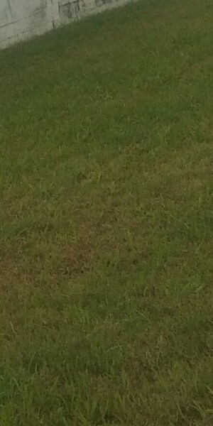  Land For Sale in Karnail Singh Nagar Phase ii