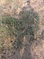 7 Acre Land in Nawabganj