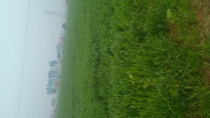  Plot For Sale in Hodal