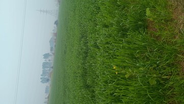  Plot For Sale in Hodal