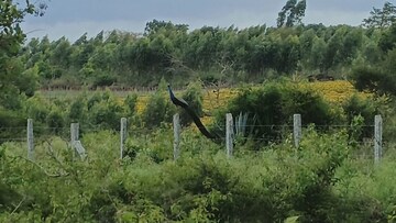  Land For Sale in Denkanikotta rd