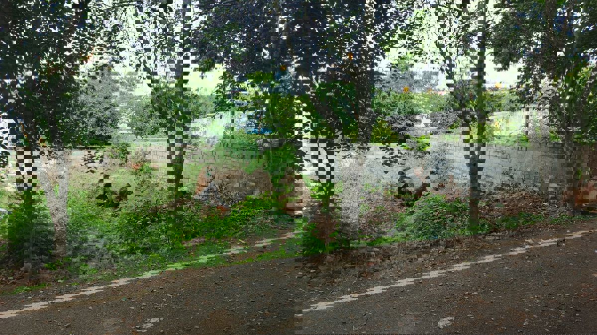 Plot For Sale in Talaghattapura