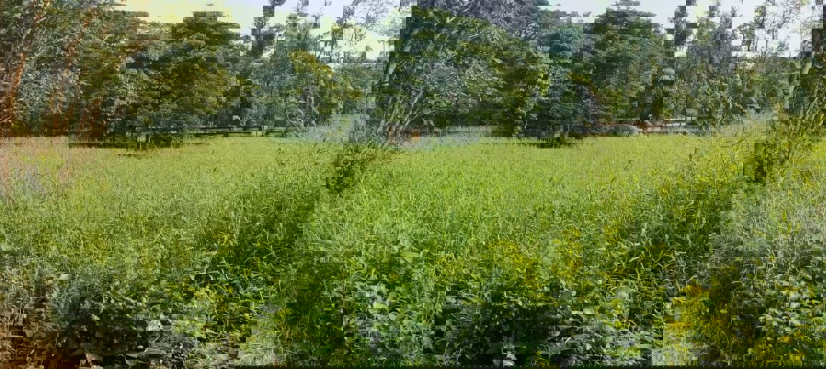 Plot For Sale in Chembukkav