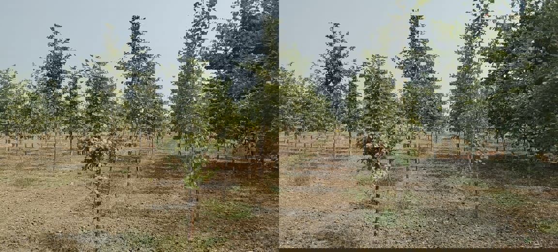 Plot For Sale in Siri Mahagiri Golden City New