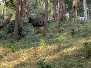  Plot For Sale in Pillahalli