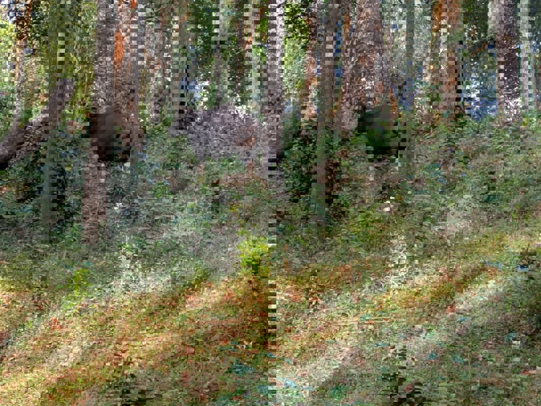 Plot For Sale in Pillahalli