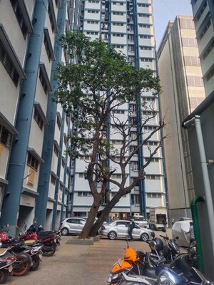 1 BHK Apartment For Rent in Parel