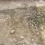 500 Sq.Yd. Plot in Sector 21B