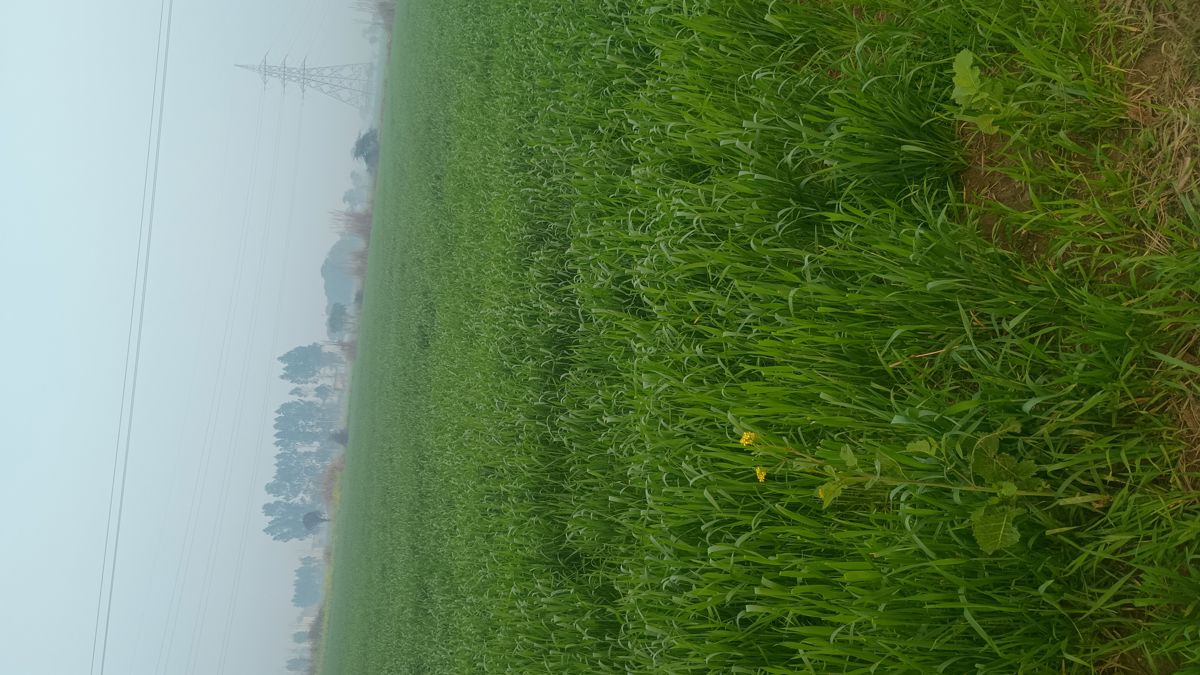 Industrial Plot For Sale in Hodal