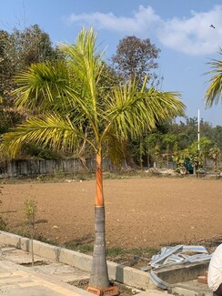 Plot For Sale in Mohabbewala