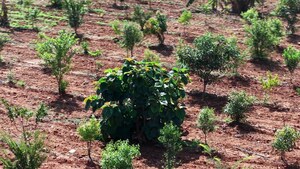 Plot Area in  Plot at Adhartal – for Sale