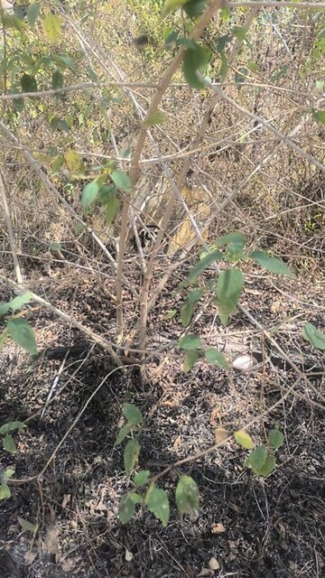 Plot Area in  Plot at Marsur – for Sale