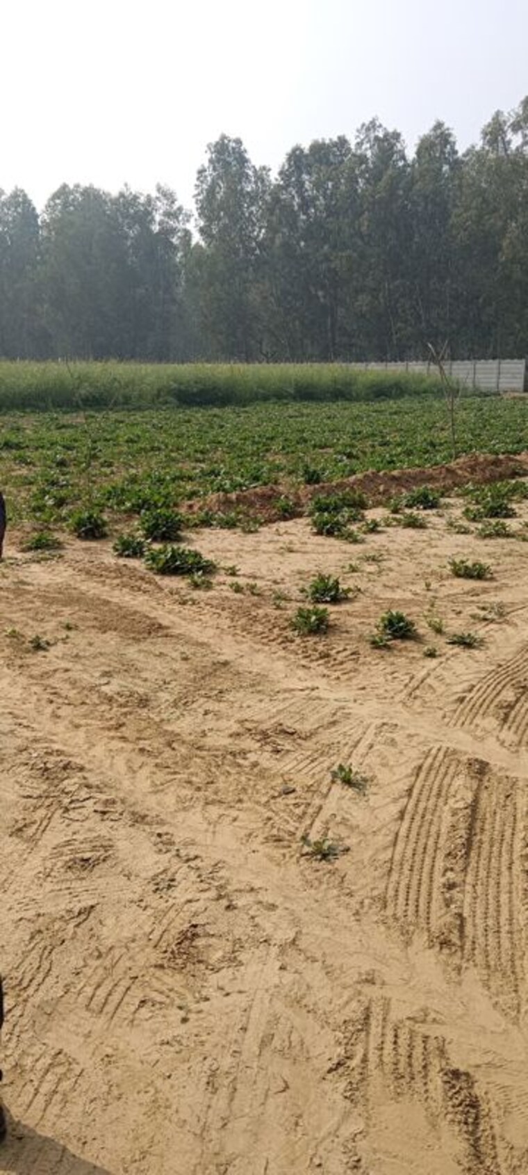 undefined, sector 99a  1200 Sq.Yd. Plot In Sector 99a Gurgaon 9897849