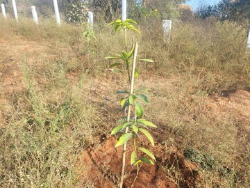 Plot Area in  Plot at Sector 12 – for Sale