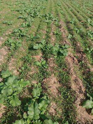  Land – Exterior View View at Chaksu - for Rent