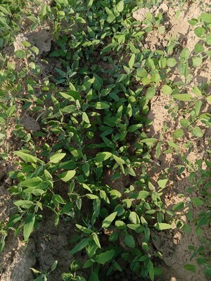  Land – Exterior View View at Chaksu - for Rent