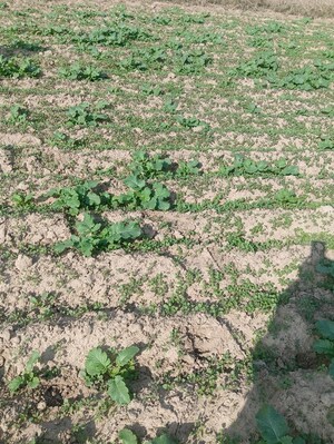 Plot Area in  Land at Chaksu – for Rent