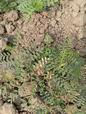  Land – Exterior View View at Chaksu - for Rent