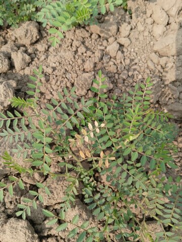  Land – Exterior View View at Chaksu - for Rent