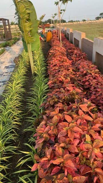  Plot – Garden View at Barodiya Ema - for Sale