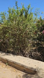 600 Sq.Yd. Plot in Abbigere