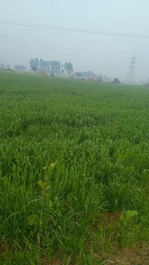  Plot For Sale in Hodal