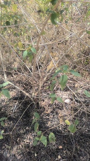 Plot Area in  Plot at JR Greenwoods, Chandapura Anekal Road – for Sale