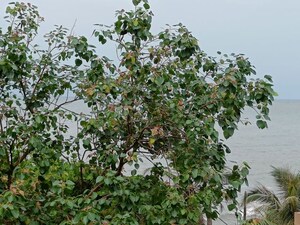 2 BHK Apartment – Garden View at Sarita Apartment Bandra, Bandra West - for Rent