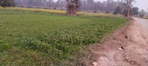 Plot Area in  Land at Bhagwanpur – for Sale
